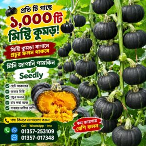 5 প্যাকেট মিনি জাপানি পামকিন
