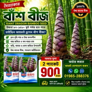 দৈত্যাকার বাঁশ বীজ 2 প্যাকেট - 900 টাকা
