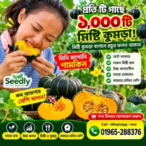 জাপানি মিনি পামকিন 1 প্যাকেট