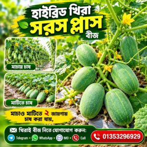 হাইব্রিড খিরাই — সরস প্লাস 50 gm